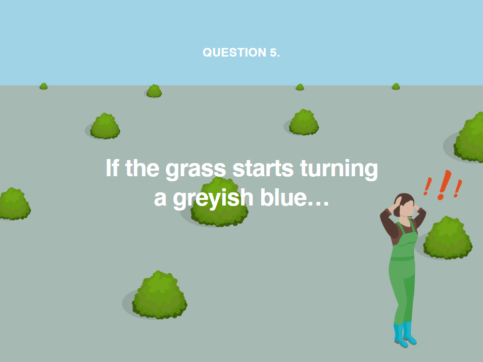 image showing you to water your grass immediately if it starts turning a greyish blue