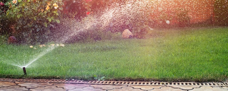 Watering Your Lawn: Everything You Need to Know
